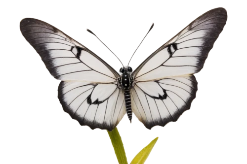 black-veined white butterfly,butterfly vector,butterfly clip art,white butterfly,papilio,hesperia (butterfly),celastrina,melanargia,butterfly white,zebra swallowtail,green-veined white,butterfly background,papilio machaon,palamedes swallowtail,melanargia galathea,butterfly isolated,lepidopterist,coenonympha tullia,cupido (butterfly),checkered white,Illustration,Vector,Vector 20