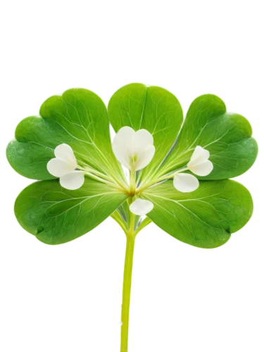 wood-sorrel,4-leaf clover,medium clover,five-leaf clover,four-leaf clover,centella,flowers png,a four leaf clover,clovers,wood sorrel,three leaf clover,four leaf clover,4 leaf clover,redwood sorrel,miner's lettuce,long ahriger clover,oxalis,violet woodsorrel,clover leaves,patrol,Illustration,Black and White,Black and White 22