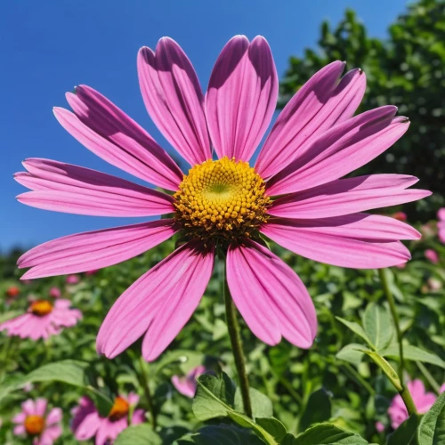 colorful daisy,asteraceae,pink chrysanthemum,zinnias,south african daisy,cosmos flower,echinacea purpurea,chocolote cosmos,pink daisies,barberton daisy,gerbera,barberton daisies,gerbera daisies,gerbera flower,two-tone flower,pink flower,pink cosmea,echinacea,european michaelmas daisy,african daisy,Photography,General,Realistic