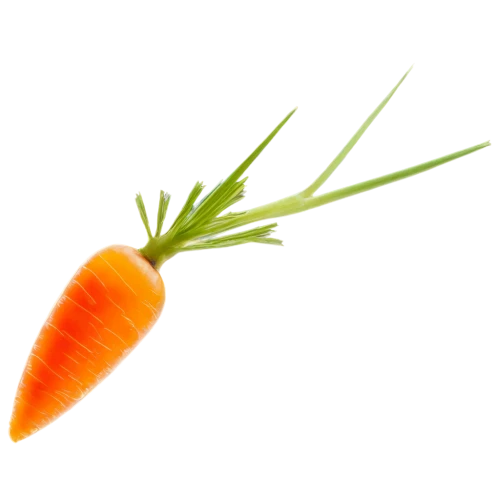 carrot,carrots,carrot salad,baby carrot,love carrot,carrot pattern,big carrot,carrot print,carrot juice,root vegetable,crudités,a vegetable,vegetable,wall,patrol,kawaii vegetables,vegetable outlines,skirret,cleanup,snack vegetables,Illustration,Retro,Retro 24