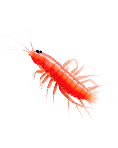 krill,freshwater prawns,arctic sweet shrimp,caridean shrimp,copepod,north sea shrimp,amphipoda,botan shrimp,ornamental shrimp,small shrimp,cherry shrimp,pilselv shrimp,shrimp survey,hairfinned silverfish,prawn,blue devils shrimp,crustacean,dwarf shrimp,bobó shrimp,malacosoma americanum,Art,Classical Oil Painting,Classical Oil Painting 06