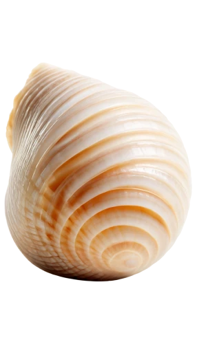 sea shell,clam shell,whelk,bivalve,shell,spiny sea shell,baltic clam,clam,seashell,snail shell,sea snail,sfogliatelle,mollusk,beach shell,mollusc,mollusks,blue sea shell pattern,marine gastropods,shells,clams,Art,Artistic Painting,Artistic Painting 47