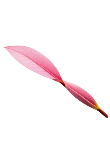 pink quill,feather pen,feather,heliconia,parrot feathers,pigeon feather,color feathers,bird feather,cherry twig,surfboard fin,feather on water,bird of paradise,origami paper plane,bird wing,chicken feather,hawk feather,palm leaf,feather carnation,magnolia leaf,fire kite,Illustration,Realistic Fantasy,Realistic Fantasy 45