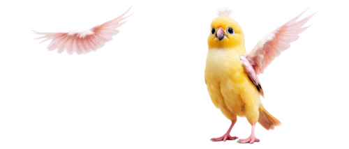 bird png,cockatiel,cockatoo,yellow macaw,sun parakeet,yellow parakeet,sun conure,canary bird,yellow chicken,cockerel,bird,parakeet,screaming bird,golden parakeets,chicken bird,perico,caique,gouldian finch,png transparent,bird birds,Illustration,American Style,American Style 04