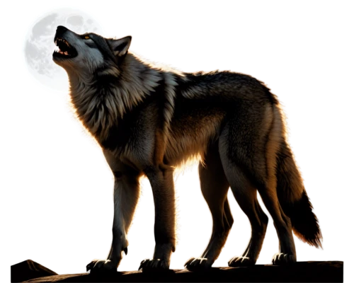 wolfdog,howling wolf,saarloos wolfdog,european wolf,gray wolf,wolf,werewolves,red wolf,czechoslovakian wolfdog,wolf bob,constellation wolf,kunming wolfdog,werewolf,canis lupus,tamaskan dog,canidae,howl,canis lupus tundrarum,king shepherd,belgian shepherd,Illustration,Realistic Fantasy,Realistic Fantasy 23