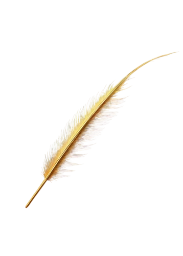 feather bristle grass,elymus repens,spikelets,strand of wheat,reed grass,hare tail grasses,wheat ear,foxtail barley,wheat grasses,long grass,hare tail grass,dried grass,strands of wheat,sweet grass,marram grass,hordeum,yellow nutsedge,sweetgrass,einkorn wheat,grass fronds,Illustration,Abstract Fantasy,Abstract Fantasy 02
