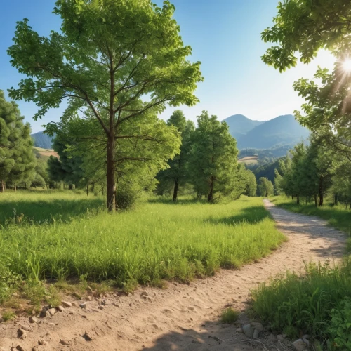 aaa,landscape background,salt meadow landscape,background view nature,dirt road,meadow landscape,rural landscape,green landscape,hiking path,golf course background,tree lined path,meadow and forest,forest background,pathway,online path travel,nature landscape,argan trees,green valley,country road,forest landscape,Photography,General,Realistic