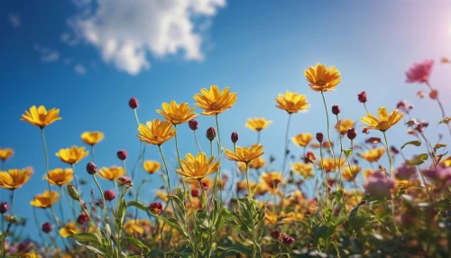 sand coreopsis,flower background,blanket flowers,field of flowers,flower field,meadow flowers,blanket of flowers,flowering meadow,flower meadow,flowers field,cosmos flowers,sun daisies,wildflowers,sun flowers,sunflower lace background,yellow daisies,helianthus sunbelievable,helianthus,wild flowers,blooming field,Photography,General,Commercial