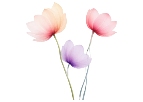 flowers png,tulip background,minimalist flowers,flower background,floral digital background,flower illustrative,turkestan tulip,pink tulip,watercolor floral background,two tulips,paper flower background,tulip flowers,pink tulips,pink floral background,floral background,tulipa,tulips,flower illustration,japanese floral background,tulip,Photography,Documentary Photography,Documentary Photography 14