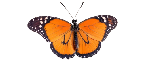 euphydryas,viceroy (butterfly),orange butterfly,hesperia (butterfly),vanessa atalanta,scotch argus,vanessa (butterfly),polygonia,butterfly vector,heliconius hecale,brush-footed butterfly,limenitis,papillon,butterfly clip art,butterfly isolated,gatekeeper (butterfly),coenonympha tullia,lepidoptera,french butterfly,butterfly moth,Art,Classical Oil Painting,Classical Oil Painting 33