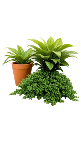 citronella,money plant,dark green plant,androsace rattling pot,green plant,fern plant,potted plant,aromatic plant,plantago,indoor plant,container plant,thick-leaf plant,creeping plant,polka plant,curry leaves,dulcimer herb,outdoor plants,houseplant,rank plant,stevia rebaudiana,Illustration,Vector,Vector 15