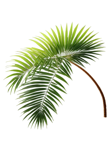 palm tree vector,fan palm,palm leaf,oleaceae,palm leaves,wine palm,palm,palmtree,pony tail palm,tropical leaf,cycad,acacia,coconut leaf,palm sunday,fir fronds,palm fronds,areca nut,frond,palm pasture,norfolk island pine,Illustration,Vector,Vector 15