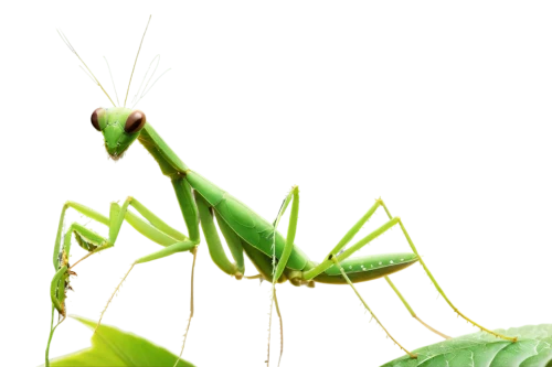 northern praying mantis (martial art),mantidae,praying mantis,mantis,katydid,grasshopper,patrol,walking stick insect,locust,cricket-like insect,insect,cricket,limulidae,colubridae,band winged grasshoppers,green background,scentless plant bugs,muroidea,varanidae,miridae,Conceptual Art,Fantasy,Fantasy 17
