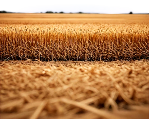 grain field panorama,stubble field,wheat crops,straw field,wheat field,strand of wheat,strands of wheat,wheat fields,wheat grasses,grain field,wheat grain,field of cereals,triticale,cornfield,barley field,wheat ear,durum wheat,wheat ears,cereal stubble,dry grass,Art,Artistic Painting,Artistic Painting 33