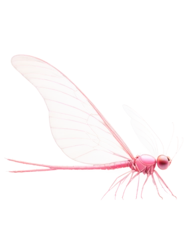 pink butterfly,lacewing,pink vector,pink quill,clove pink,limulidae,cyprinidae,coenagrion,tipulidae,membrane-winged insect,ramphastidae,parachute fly,ribbon winged lacewing,elapidae,mayflies,pieridae,winged insect,net-winged insects,limnephilidae,lymantriidae,Illustration,Children,Children 01