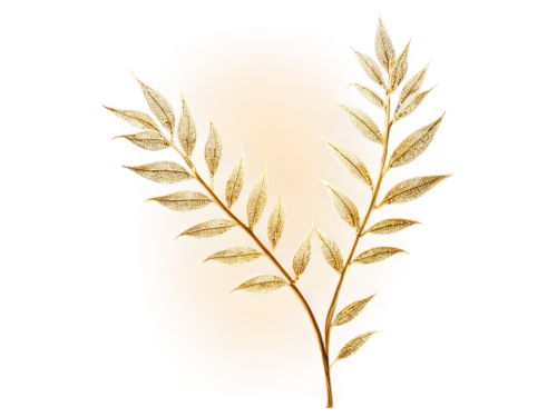 spikelets,wheat grasses,wheat ear,sweet grass plant,elymus repens,einkorn wheat,strand of wheat,wheat grain,grass fronds,triticum durum,sweet grass,golden leaf,laurel wreath,seed wheat,sweetgrass,reed grass,phragmites,grasses,dried grass,feather bristle grass,Photography,Fashion Photography,Fashion Photography 05