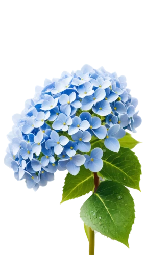 hydrangea background,hydrangeaceae,hydrangea flower,flowers png,blue hydrangea,hydrangea,hydrangea flowers,blue flower,hydrangeas,blue chrysanthemum,blue flowers,flower background,hydrangea serrata,cleanup,forget-me-not,blue petals,plumbago,forget-me-nots,defense,myosotis,Illustration,Retro,Retro 15