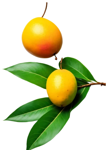 calamondin,wild yellow plum,kumquats,kumquat,valencia orange,loquat,yellow plum,mango,citrus sinensis,limonana,indian jujube,lemon tree,lemon background,jojoba oil,yellow fruit,yellow plums,yellow ball plant,lemon myrtle,diospyros,citrus,Photography,Black and white photography,Black and White Photography 06