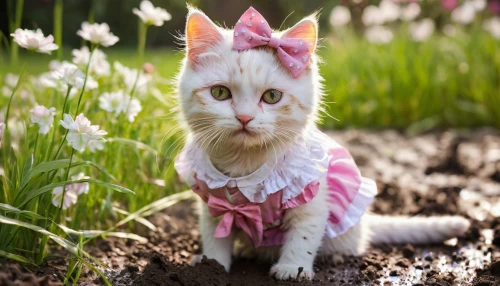 flower cat,animals play dress-up,blossom kitten,pink cat,spring unicorn,cat kawaii,haute couture,cute cat,breed cat,doll cat,flower girl,flower animal,tea party cat,chinese pastoral cat,pink bow,calico cat,cat image,fashion model,turkish angora,cats angora,Illustration,American Style,American Style 02