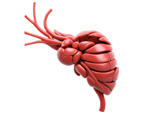 coronary vascular,coronary artery,circulatory system,aorta,medical illustration,heart clipart,circulatory,human heart,human internal organ,cardiac,electrophysiology,arteries,blood circulation,cardiology,martisor,cardiac massage,heart balloon with string,heart care,heart health,artery,Illustration,Paper based,Paper Based 17