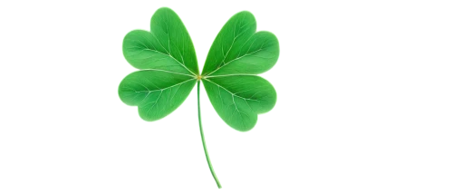 4-leaf clover,five-leaf clover,4 leaf clover,four-leaf clover,medium clover,a four leaf clover,four leaf clover,three leaf clover,shamrock,clover leaves,long ahriger clover,lucky clover,clovers,symbol of good luck,redwood sorrel,wood-sorrel,patrol,narrow clover,shamrocks,shamrock balloon,Illustration,Abstract Fantasy,Abstract Fantasy 16