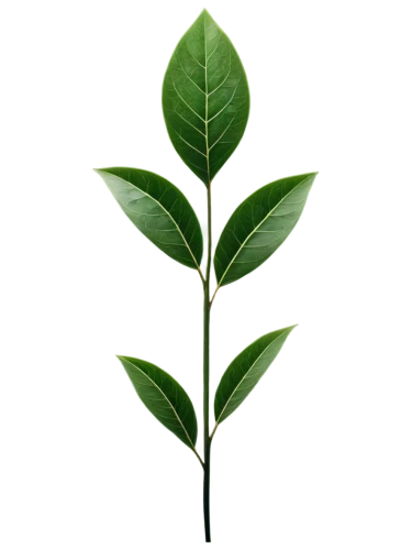 bay leaf,bay-leaf,mape leaf,custody leaf,tea plant,walnut leaf,hojicha,tea leaf,oleaceae,curry leaves,morinda,fig leaf,stevia,morinda citrifolia,four-leaf,loose tea leaves,jungle leaf,thick-leaf plant,tea tree,tropical leaf,Art,Classical Oil Painting,Classical Oil Painting 33