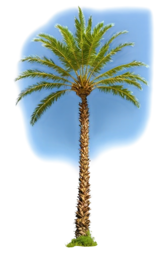 palm tree vector,palm tree,palmtree,cartoon palm,giant palm tree,palm,easter palm,date palms,palm in palm,wine palm,desert palm,date palm,palm pasture,fan palm,palm tree silhouette,coconut palm tree,palmtrees,potted palm,two palms,palm trees,Photography,Documentary Photography,Documentary Photography 28