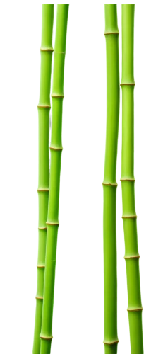 bamboo plants,bamboo frame,bamboo,stilts,stilt,stems,green asparagus,asparagus,celery stalk,lucky bamboo,aaa,plant stem,cattail,patrol,bamboo forest,citronella,cattails,woody plant,hawaii bamboo,nymphaeaceae,Illustration,Black and White,Black and White 06