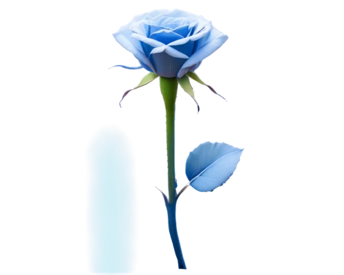 blue rose,flowers png,rose png,blue flower,blue moon rose,blue rose near rail,himilayan blue poppy,cleanup,flower illustrative,rose flower illustration,blue petals,blue background,artificial flower,blue flowers,flower background,blue jasmine,blue ribbon,minimalist flowers,lisianthus,paper flower background,Conceptual Art,Graffiti Art,Graffiti Art 12