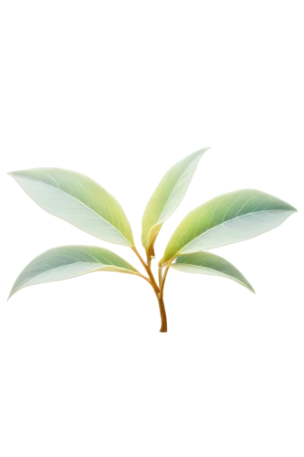 spring leaf background,bay leaf,mandarin leaves,tea plant,custody leaf,curry leaves,tropical leaf,oleaceae,loose tea leaves,leaf background,flowers png,foliage leaf,growth icon,bay-leaf,hojicha,thick-leaf plant,loose-leaf,mape leaf,magnolia leaf,cape jasmine,Art,Artistic Painting,Artistic Painting 32