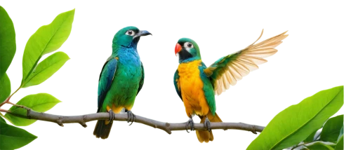 parrot couple,couple macaw,tropical birds,passerine parrots,colorful birds,yellow-green parrots,macaws of south america,golden parakeets,edible parrots,birds on a branch,parrots,rare parrots,tropical bird climber,toucans,macaws,parakeets,bird couple,birds on branch,sun conures,macaws blue gold,Conceptual Art,Graffiti Art,Graffiti Art 04