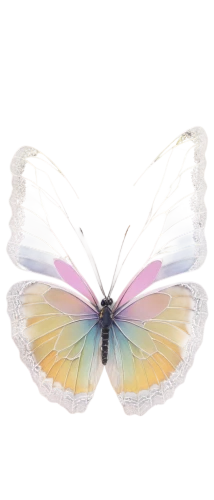 hesperia (butterfly),papillon,butterfly white,melanargia,janome butterfly,limenitis,celastrina,mazarine blue butterfly,butterfly vector,glass wing butterfly,limenitis camilla,plebejus,colias hyale,vanessa (butterfly),french butterfly,morpho,rainbow butterflies,ulysses butterfly,colias,cupido (butterfly),Art,Classical Oil Painting,Classical Oil Painting 32