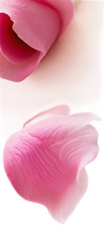 pink tulip,pink lisianthus,pink petals,tulip magnolia,pink quill,flowers png,petals,tulip background,petals of perfection,pink magnolia,pink tulips,cosmetic brush,lisianthus,tuberous pea,the petals overlap,feather carnation,petal,magnolia,paper flower background,tulip,Photography,Fashion Photography,Fashion Photography 24