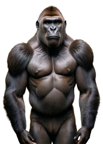 gorilla,ape,silverback,kong,chimp,bodybuilding,king kong,primate,gorilla soldier,orang utan,great apes,body building,orangutan,chimpanzee,bodybuilder,body-building,muscle man,animal mammal,cougnou,the monkey,Illustration,Vector,Vector 06