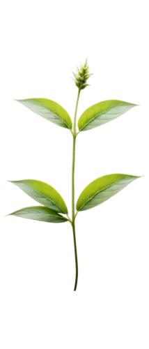 morinda citrifolia,tea plant,pineapple lily,oil-related plant,flowers png,scaphosepalum,ikebana,aromatic plant,saw palmetto,lotus png,areca nut,oleaceae,acianthera,thick-leaf plant,growth icon,ylang-ylang,plant stem,citronella,marsh labrador tea,lotus leaf,Photography,Documentary Photography,Documentary Photography 14