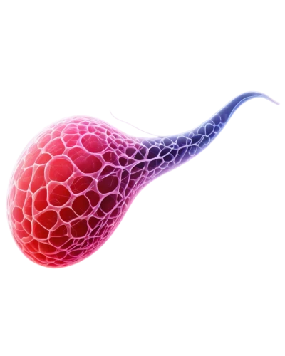 tadpole,elegans,cellular,uterine,parasite,seed,t-helper cell,biological,convolvulaceae,biosamples icon,corpuscle,cnidarian,polyp,embryo,sundew,purpurea,spectabilis,nudibranch,cnidaria,mitochondrion,Photography,Fashion Photography,Fashion Photography 05