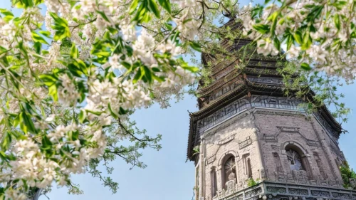 bell tower,spring blossoms,church tower,easter bells,clock tower,tabriz,minaret,kirch blossoms,spire,cairo tower,spring blossom,the cherry blossoms,white blossom,belfry,ramazan mosque,flowering tree,sakura tree,messeturm,blooming mountain ash,damascus