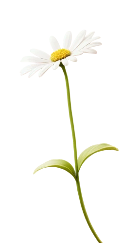 flowers png,wood daisy background,minimalist flowers,ox-eye daisy,mayweed,leucanthemum,marguerite daisy,oxeye daisy,common daisy,camomile flower,crepis paludosa,perennial daisy,shasta daisy,daisy flower,leucanthemum maximum,marguerite,flower illustration,ikebana,flower illustrative,flannel flower,Illustration,Vector,Vector 03