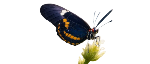 butterfly vector,butterfly background,butterfly isolated,blue butterfly background,white admiral or red spotted purple,isolated butterfly,butterfly on a flower,pipevine swallowtail,butterfly clip art,hesperia (butterfly),heliconius hecale,ulysses butterfly,euphydryas,brush-footed butterfly,glass wing butterfly,tropical butterfly,papilio,butterfly,morpho butterfly,cupido (butterfly),Conceptual Art,Fantasy,Fantasy 28