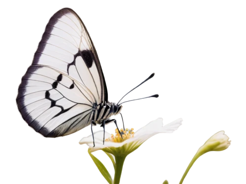 black-veined white butterfly,checkered white,melanargia,melanargia galathea,butterfly white,white butterfly,green-veined white,butterfly vector,celastrina,cabbage white butterfly,large white,hesperia (butterfly),parnassius apollo,papilio,butterfly isolated,tree white butterfly,butterfly background,butterfly orchid,scarce swallowtail,isolated butterfly,Illustration,Japanese style,Japanese Style 17