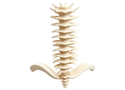 cervical spine,spine,vertebrae,chiropractor,spines,ribcage,chiropractic,cervical,helical,rib cage,spiny sea shell,skeletal,motor skills toy,backbone,artificial joint,bone,wood skeleton,vector screw,neck,bone-in rib,Illustration,Retro,Retro 11