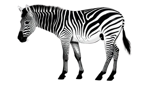 zebra,diamond zebra,zebra pattern,burchell's zebra,zebras,quagga,zebra rosa,baby zebra,zonkey,zebra crossing,zebra fur,okapi,foal,a horse,painted horse,zebra longwing,geometrical animal,suckling foal,terrestrial animal,kutsch horse,Illustration,Black and White,Black and White 34