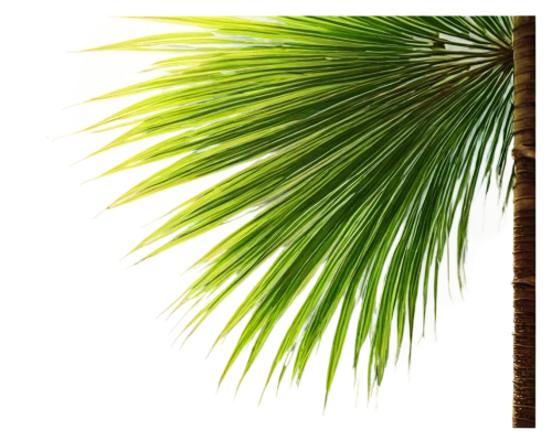 palm tree vector,fan palm,coconut palm,palm fronds,coconut palm tree,wine palm,palmtree,saw palmetto,palm pasture,palm,palm leaf,coconut palms,sabal palmetto,easter palm,palm field,palm tree,date palm,palm leaves,toddy palm,date palms,Illustration,Realistic Fantasy,Realistic Fantasy 32