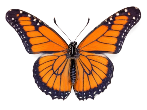 viceroy (butterfly),euphydryas,orange butterfly,butterfly vector,hesperia (butterfly),polygonia,butterfly clip art,vanessa (butterfly),vanessa atalanta,monarch butterfly,brush-footed butterfly,lepidoptera,melitaea,gatekeeper (butterfly),gulf fritillary,boloria,checkerboard butterfly,c butterfly,butterfly isolated,lepidopterist,Illustration,Japanese style,Japanese Style 14