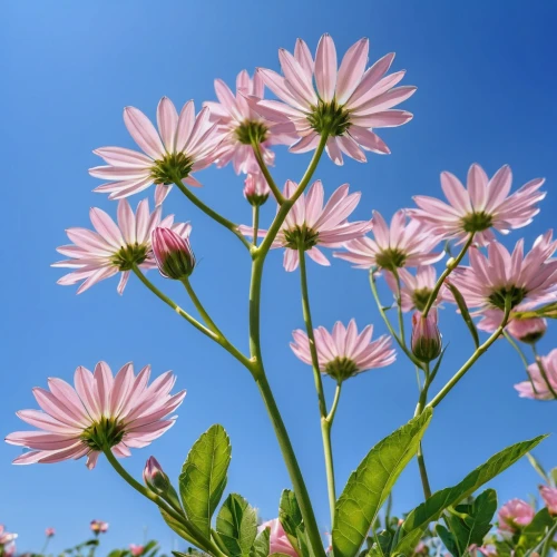 pink daisies,coneflowers,pink chrysanthemums,pink chrysanthemum,european michaelmas daisy,pink cosmea,african daisy,osteospermum,african daisies,south african daisy,echinacea,wood daisy background,australian daisies,echinacea purperea,asteraceae,echinacea purpurea,leucanthemum,china aster,chrysanthemum flowers,gerbera daisies,Photography,General,Realistic