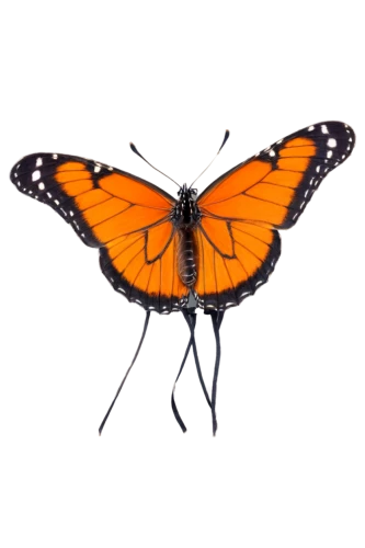 euphydryas,vanessa atalanta,scotch argus,butterfly vector,vanessa (butterfly),polygonia,melitaea,viceroy (butterfly),orange butterfly,hesperia (butterfly),brush-footed butterfly,white admiral or red spotted purple,butterfly clip art,heliconius hecale,vanessa cardui,lepidoptera,lycaena phlaeas,hesperia comma,atala,lycaena,Illustration,Paper based,Paper Based 22