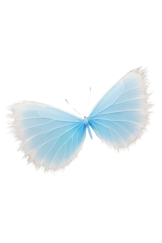 blue butterfly background,butterfly vector,butterfly clip art,ulysses butterfly,butterfly background,papillon,blue butterfly,morpho,hesperia (butterfly),flutter,butterfly isolated,cupido (butterfly),blue morpho,isolated butterfly,morpho butterfly,limenitis,butterfly,sky butterfly,mazarine blue butterfly,butterflay,Illustration,Vector,Vector 08