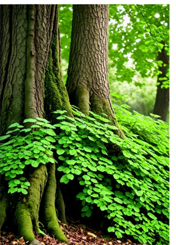 intensely green hornbeam wallpaper,aaa,aa,european beech,beech trees,beech forest,temperate coniferous forest,ordinary boxwood beech trees,blood beech,hornbeam,green forest,patrol,green trees,tree moss,deciduous forest,tropical and subtropical coniferous forests,columbian spruce,maidenhair tree,liverwort,green wallpaper,Art,Artistic Painting,Artistic Painting 23