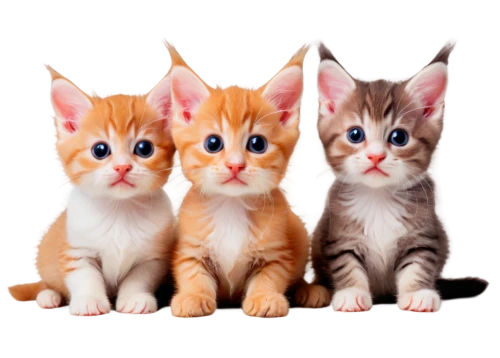 kittens,american wirehair,oriental shorthair,japanese bobtail,pet vitamins & supplements,baby cats,cute animals,cat image,cute cat,two cats,small to medium-sized cats,cat family,felines,cat lovers,breed cat,cats,american shorthair,vintage cats,cat vector,turkish van,Illustration,Retro,Retro 06