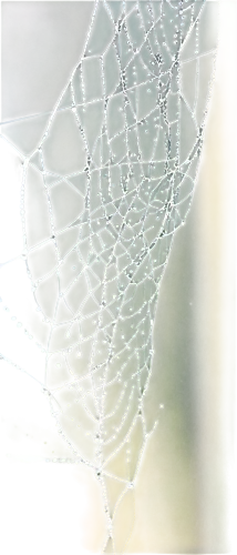 cobweb,spider's web,spiderweb,spider web,morning dew in the cobweb,spider silk,tangle-web spider,web,cobwebs,spider net,webs,webbing,mood cobwebs,argiope,web element,widow spider,harvestmen,frosted glass pane,acorn leaf orb web spider,spider network,Conceptual Art,Daily,Daily 19
